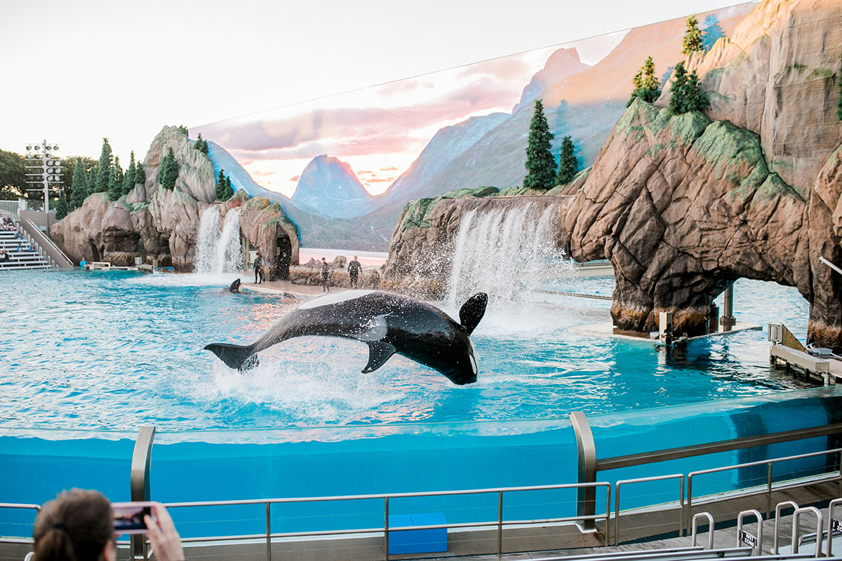 A whale show at SeaWorld San Diego