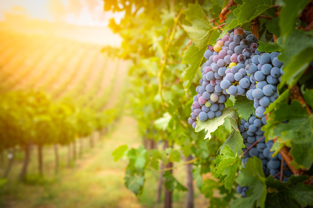 Temecula wine country grapes