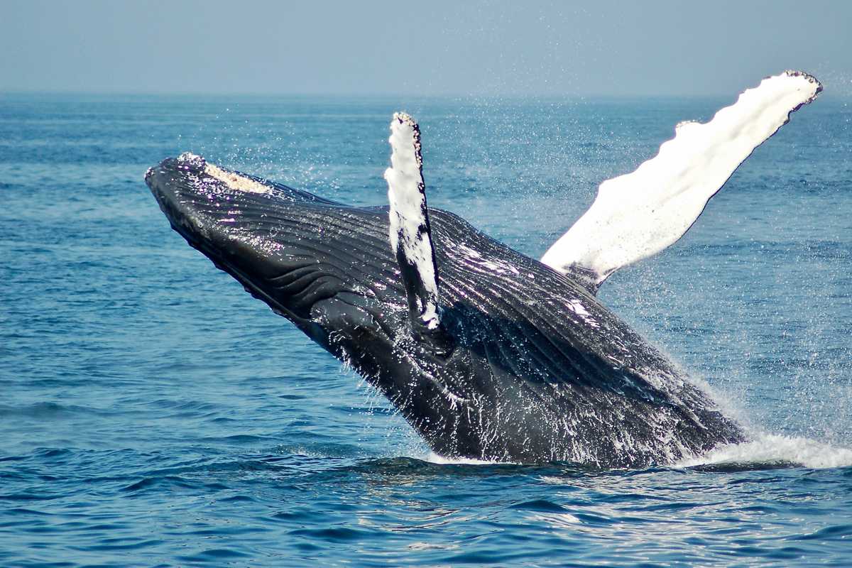 A whale off the coast of San Diego