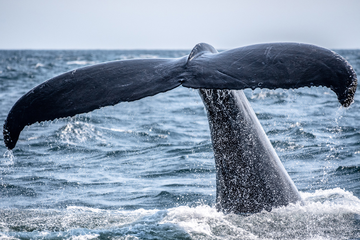 A whale tail splashes in the Pacific Ocean near San Diego